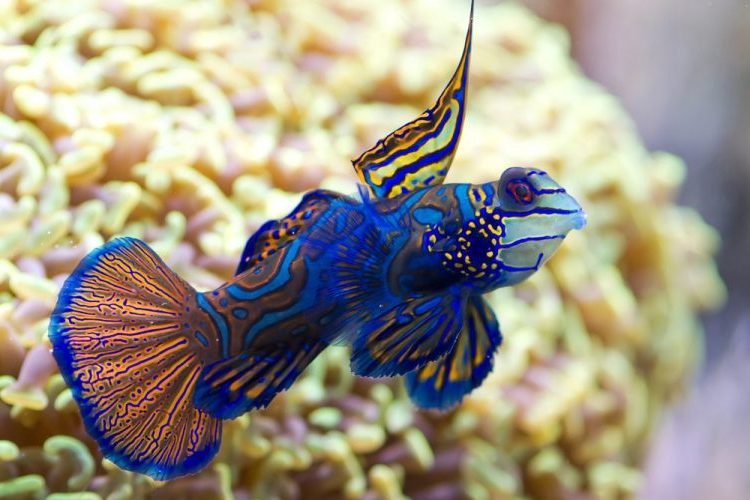 Green mandarin deals goby care