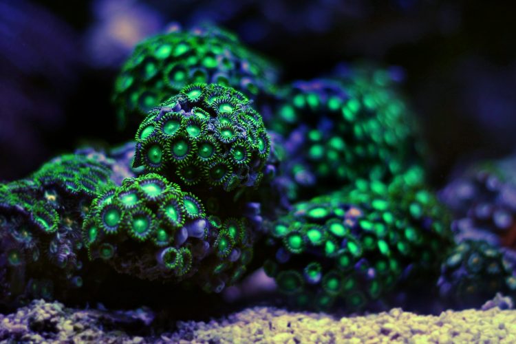 Green Super Colony Zoanthid Rock For Sale (Zoanthus sp. ). TOP Care