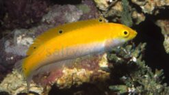 Canarytop Wrasse - 3 - 4" - Indian Ocean