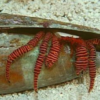 Halloween Hermit Crab, Size  Small