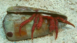 Halloween Hermit Crab, Size  Small