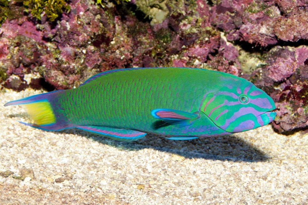 Lunare Wrasse For Sale (Thalassoma lunare). TOP Care facts. Reefs4Less.com