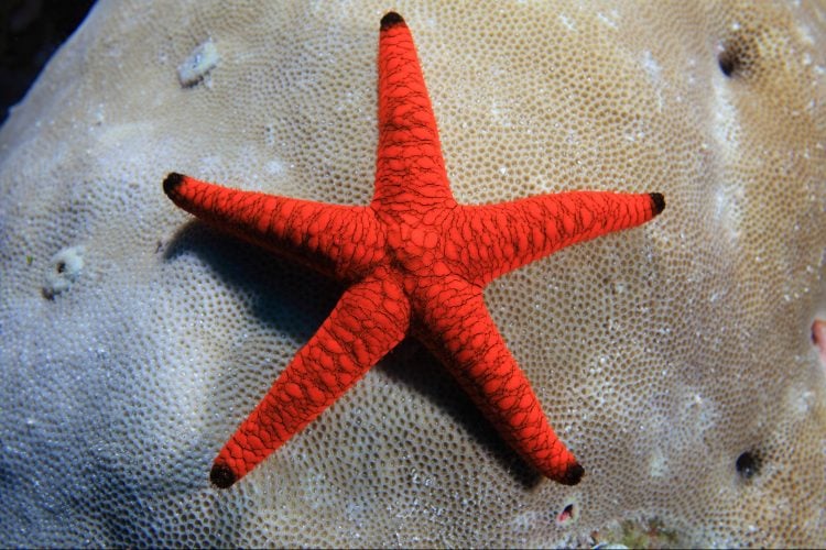 Marble Starfish For Sale (Fromia sp.). TOP Care facts.