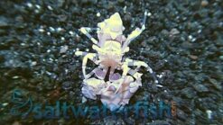 Harlequin Shrimp, Size 2.25 - 3.25 inches