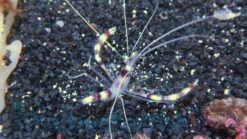 Coral Banded Shrimp: Yellow - Eastern Asia, Size Small