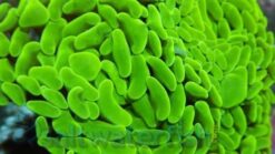 Hammer Coral Wall : Metallic - Maricultured, Size 2.25 - 3.5 inches