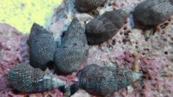 Cerith Snail - Pacific, Size Small