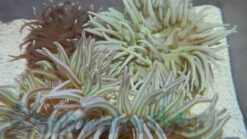 Long Tentacle Anemone, Size 4.75 inches >