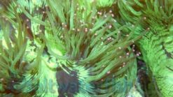 Elegance Coral: Metallic w/ Colored Tip - Australia, Size 1.75 - 2.75 inches