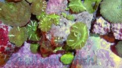 Mushroom Coral: Blue/ Green/ Violet - Aquacultured, Size 3.25 - 4.25 inches