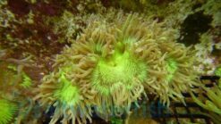 Elegance Coral: Color Tip, Size 2.75 - 3.75 inches