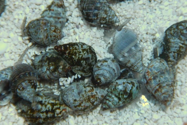 Nassarius Snail For Sale (Nassarius sp.). TOP Care facts.