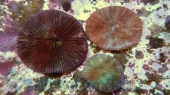 Fungia Plate Coral: Orange - Australia, Size Small