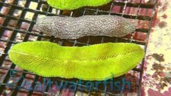 Tongue Coral: Green - Australia, Size 1.25 - 1.75 inch