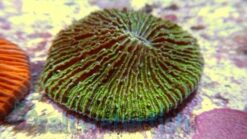 Fungia Plate Coral: Neon Green, Size Small