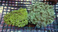 Short Polyp Goniopora Coral: Green - Aquacultured, Size 2.25 - 3.5 inches