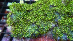 Sympodium Coral: Blue - Aquacultured, Size 2.75 - 3.75 inches