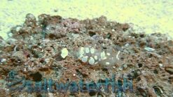 White Patched Anemone Shrimp, Size <1.25 inch