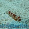 Pistol Shrimp: Randalli, Size <1.25 inch