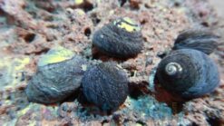 Margarita Turbo Snail, Size Small