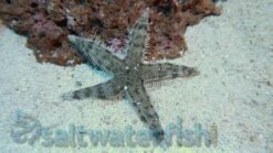Sand Sifting Starfish, Size Small