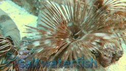 Feather Duster, Size Medium