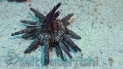 Pencil Urchin, Size < 2 inches
