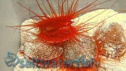 Flame Scallop, Size 1.25 - 2.25 inches
