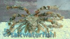Decorator Spider Crab, Size 2 - 3 inches