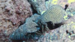 Red Leg Hermit Crab - Mexico, Size Small