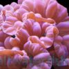 Fox Coral: Color, Size 2.75 - 3.75 inches