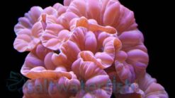 Fox Coral: Color, Size 2.75 - 3.75 inches