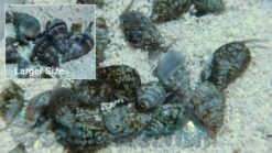 Nassarius Snail - Fiji, Size Small