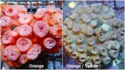 Sun Coral Tubastrea: Orange - Australia, Size < 2.25 inches