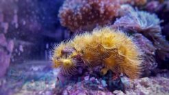 Yellow Polyp: Nano - Aquacultured, Size < 2.25 inches