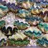 Maxima Clam