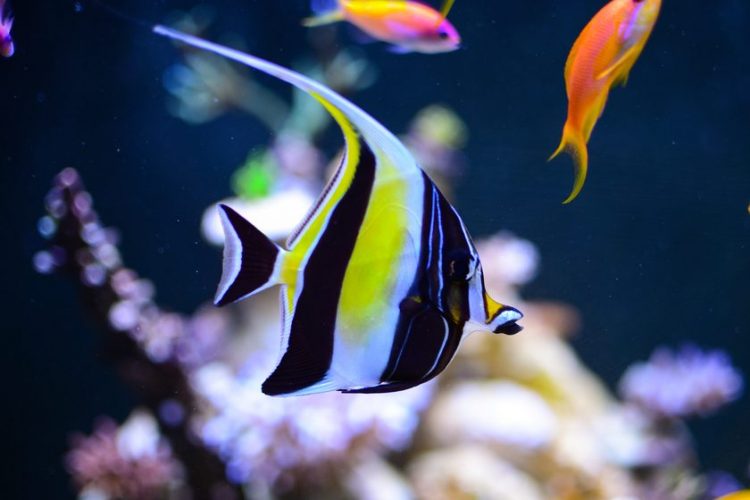 Moorish idol hot sale care