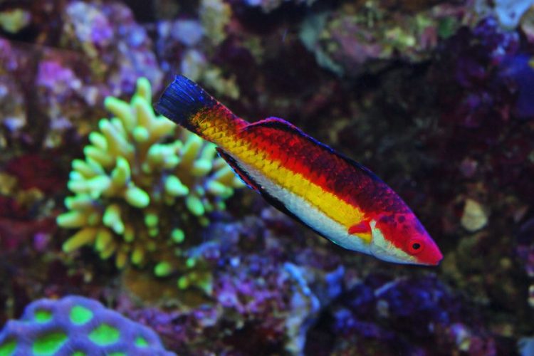 Naoko's Fairy Wrasse