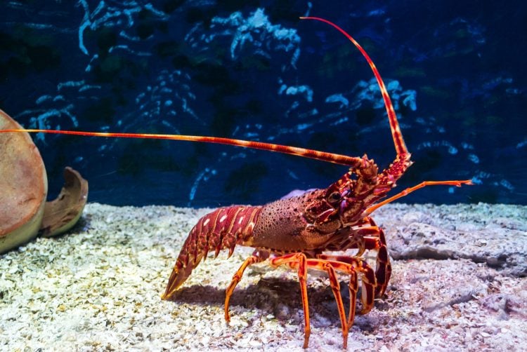 Orange Spiny Lobster For Sale (Enoplometopus sp.). TOP Care facts