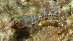 Panamic Barnacle Blenny - 1.25" or smaller - East Pacific