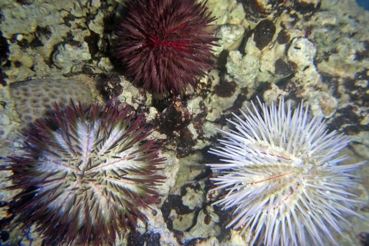 Pincushion Urchin For Sale (Lytechinus variegatus). TOP Care facts