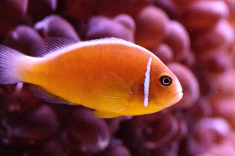 Pink Skunk Clown For Sale (Amphiprion perideraion). TOP Care facts