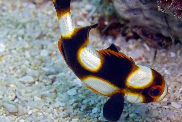 Oriental Sweetlips For Sale (Plectorhinchus orientalis). TOP Care facts