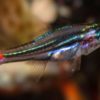 Red Spot Glass Cardinal, Size 1.25 - 2.25 inches