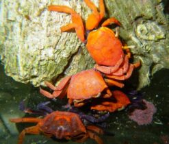 Blue Fiddler Crab, Size  2.5 - 3.5 inches