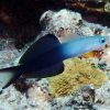 Scissortail Goby