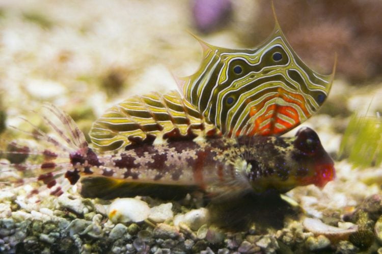 Scooter Blenny For Sale (Synchiropus ocellatus). TOP Care facts