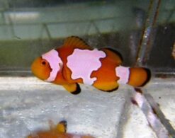Snowflake Ocellaris Clownfish: Captive Bred