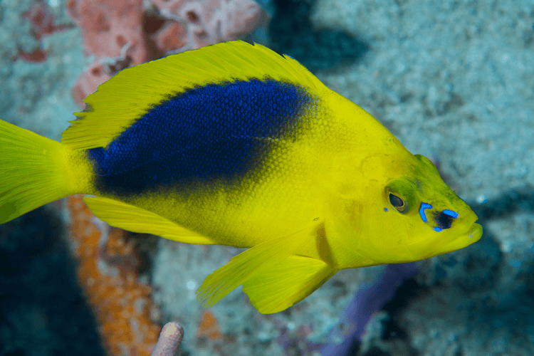 Shy Hamlet For Sale (Hypoplectrus guttavarius). TOP Care facts