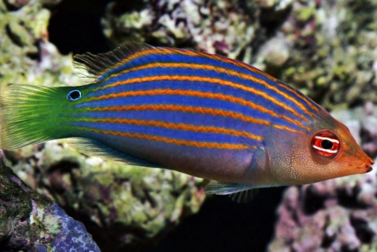Six Line Wrasse For Sale (Pseudocheillinus hexataenia). TOP Care facts